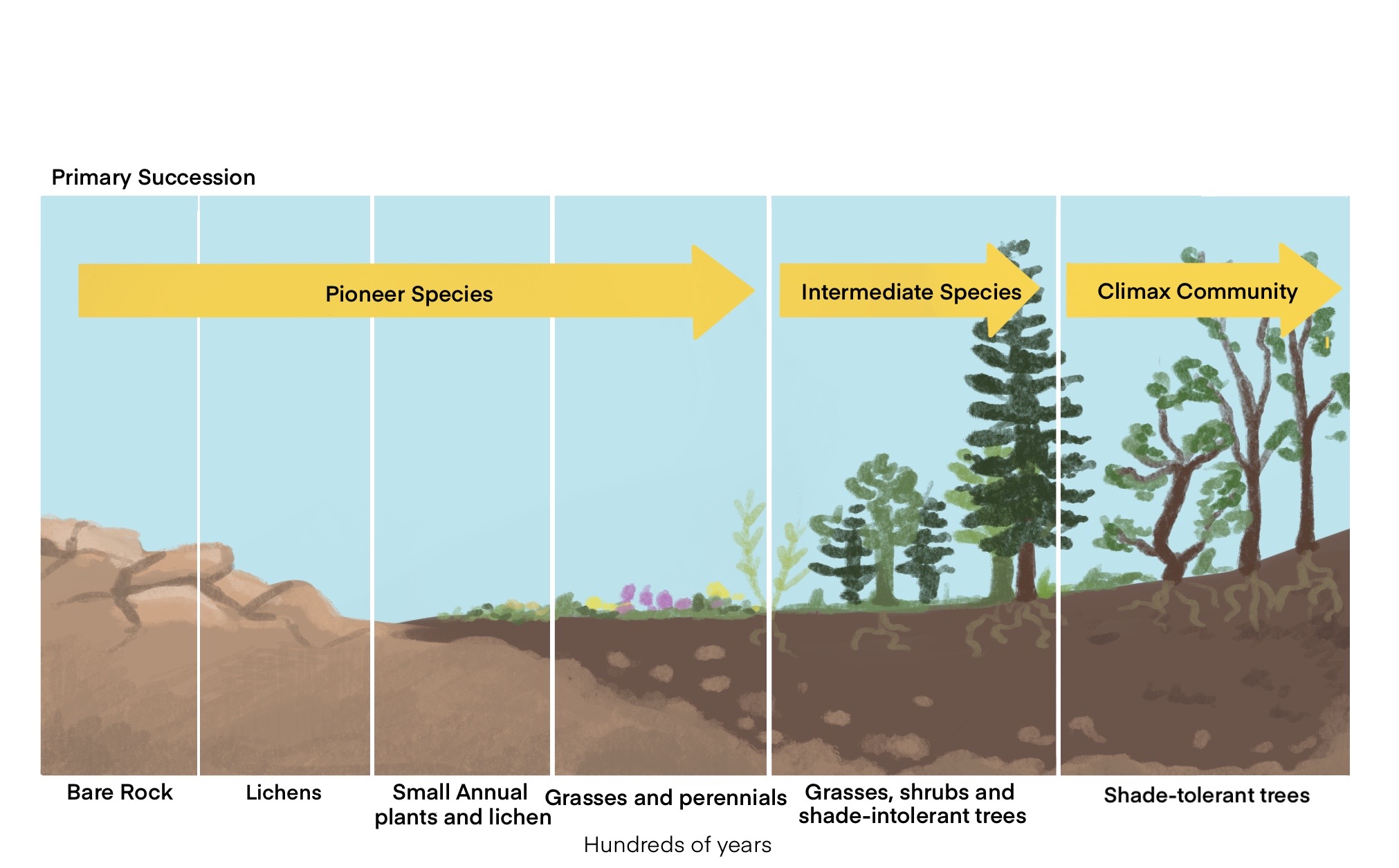 Ecological Succession Begins With