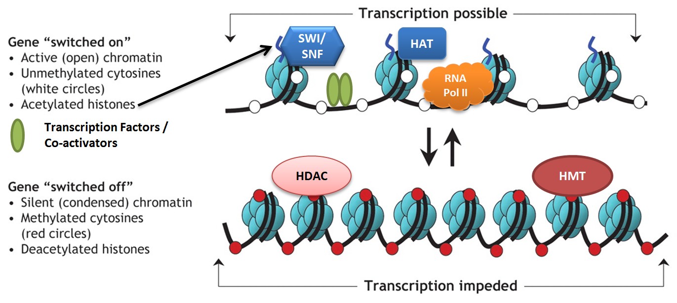 Gene Expression Page Of Qce Biology Revision