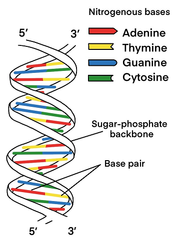 DNA structure and replication - QCE Biology Revision