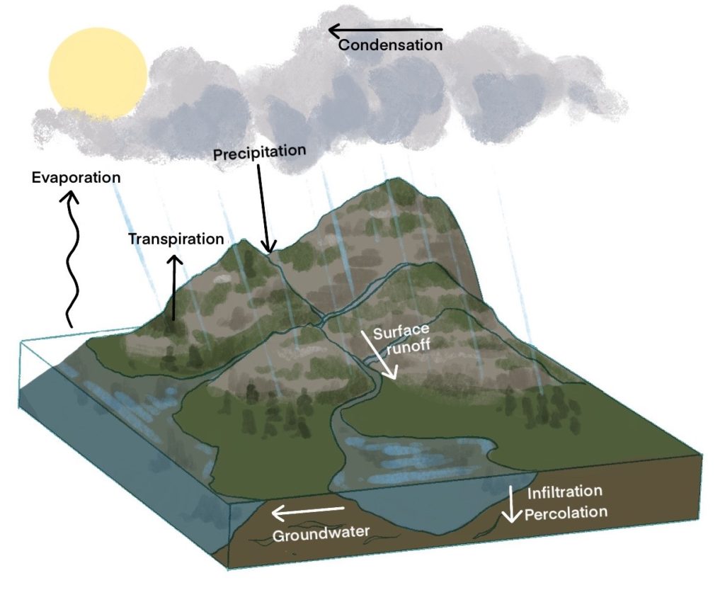 Water Cycle - QCE Biology Revision