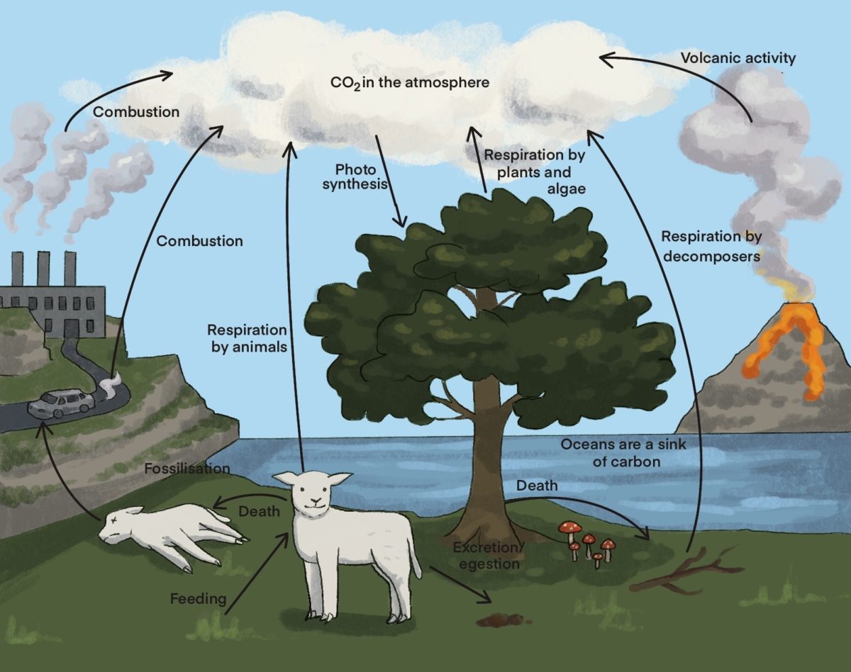 Carbon Cycle - QCE Biology Revision