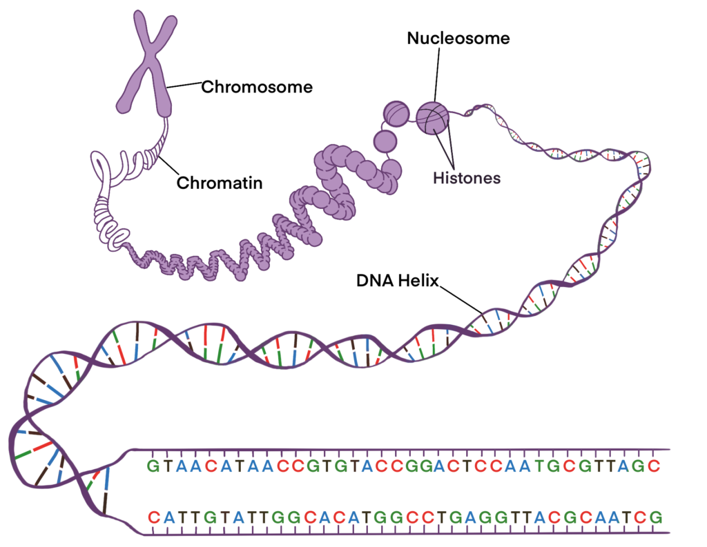 DNA structure and replication - Page 2 of 3 - QCE Biology Revision