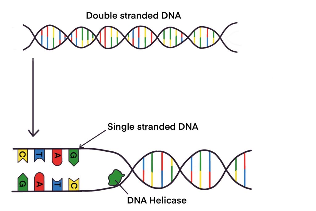 DNA structure and replication Page 3 of 3 QCE Biology Revision