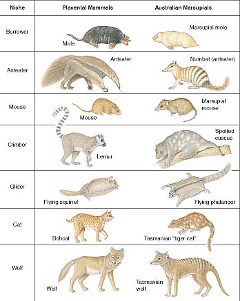 Speciation And Macroevolution - QCE Biology Revision