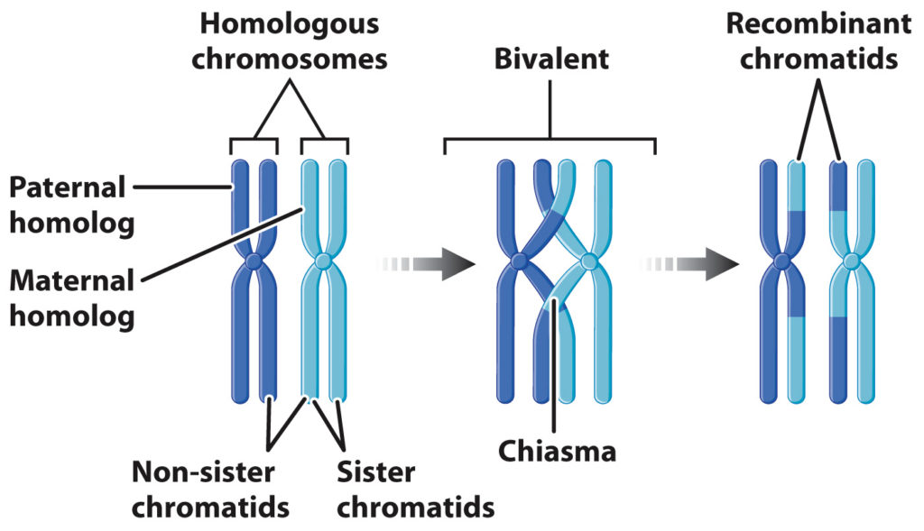 Meiosis - Page 3 of 4 - QCE Biology Revision