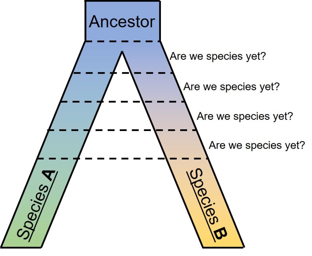 speciation-and-macroevolution-qce-biology-revision