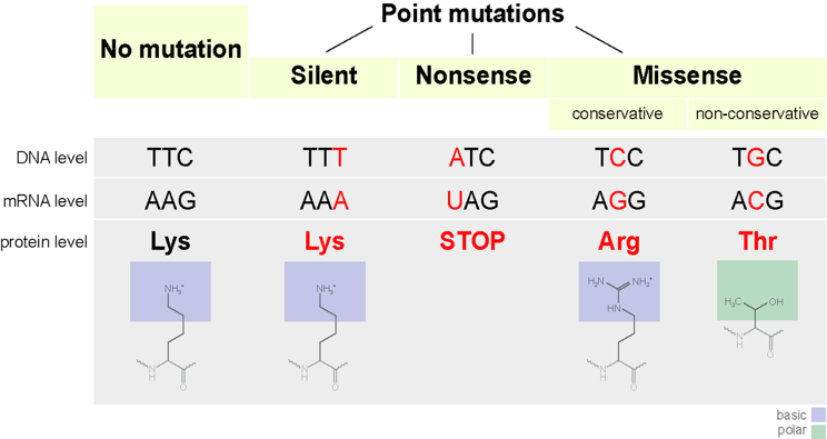 What Is Insertion Mutation Nucleotide