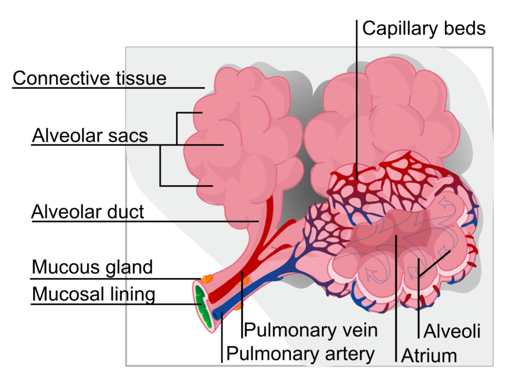 Gas Exchange - QCE Biology Revision